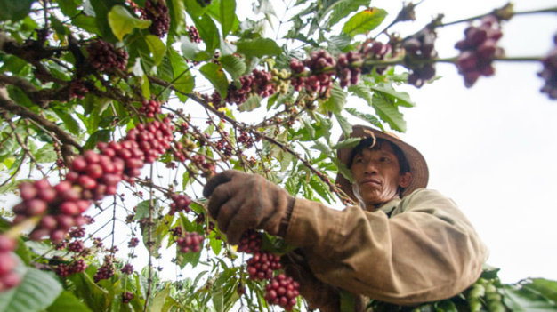 Les exportations nationales de café rapportent 771 millions de dollars au premier trimestre